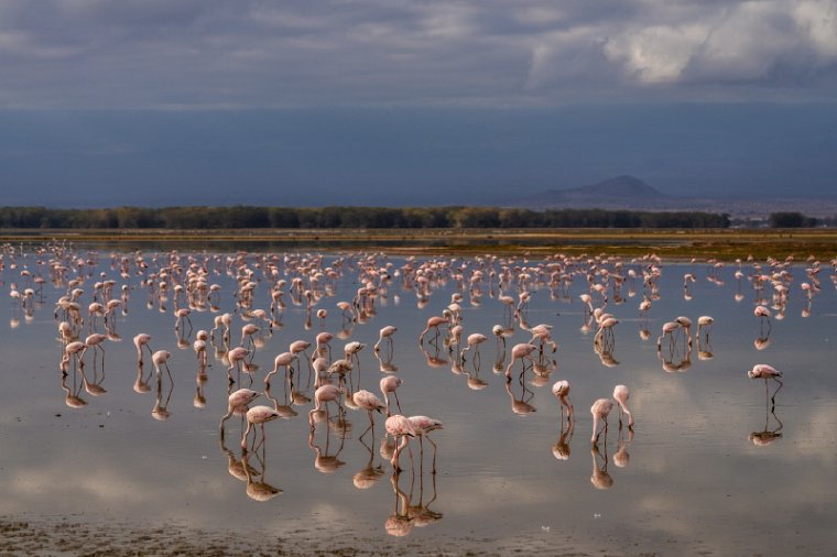 120 Amboseli Nationaal Park.jpg